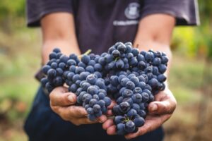 Leia mais sobre o artigo Do mar ao monte: Descubra a riqueza dos Vinhos de Portugal