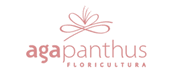 Agapanthus